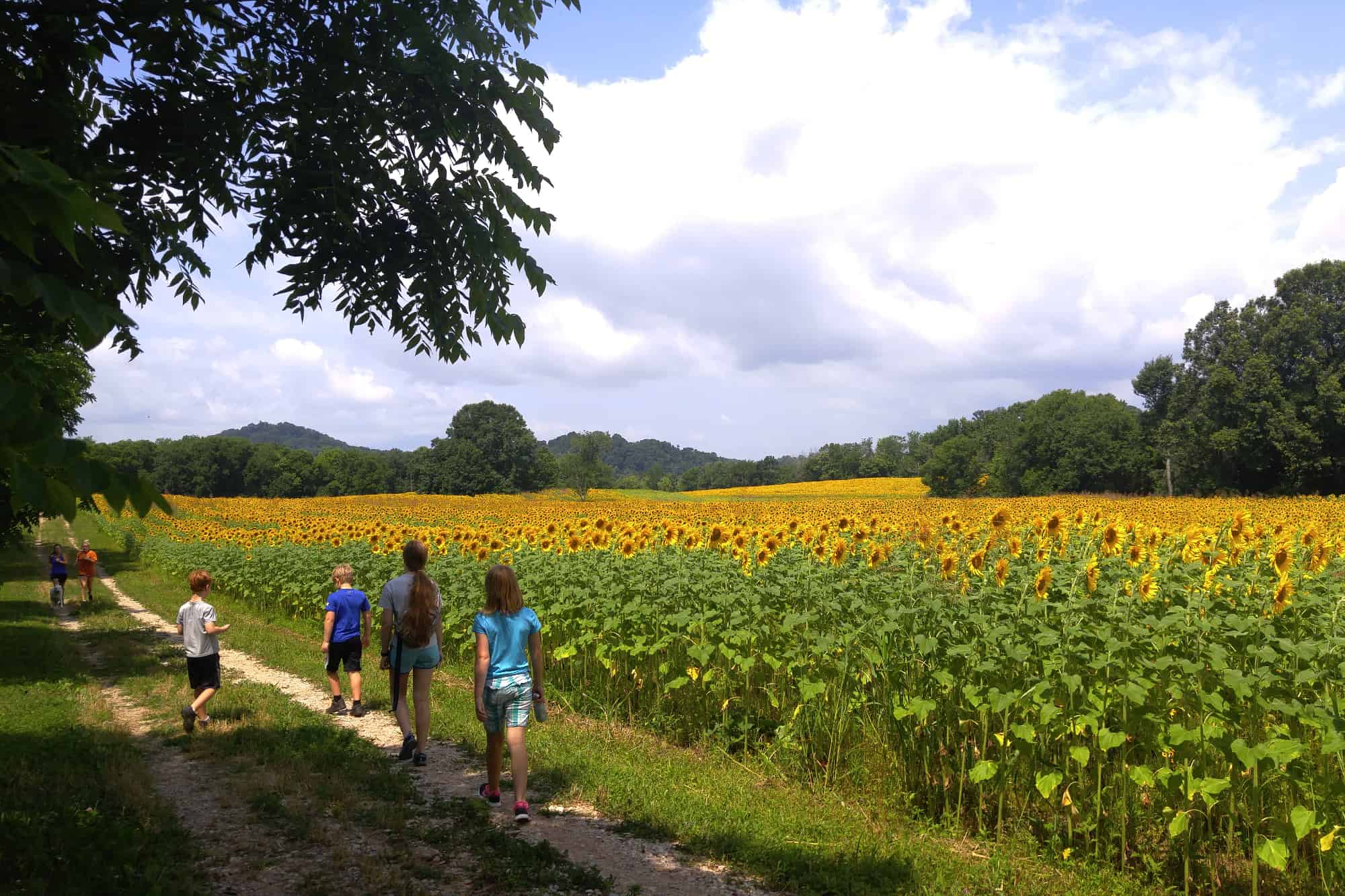 Kids walking along a field of sunflowers at Forks of the River